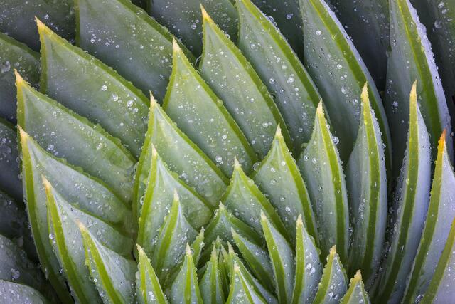Spiral Alow Spikes