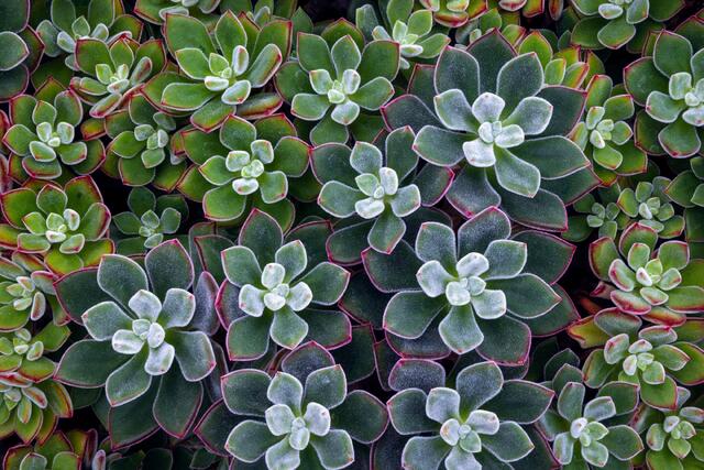 Gathering of Plants