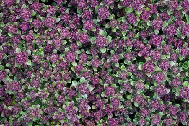 Mother of Thyme