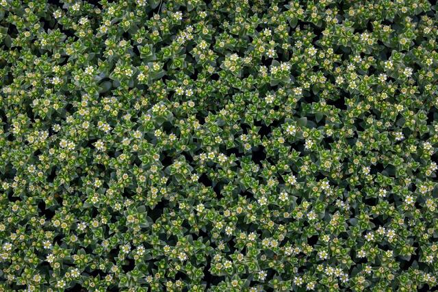 Sea Sandwort