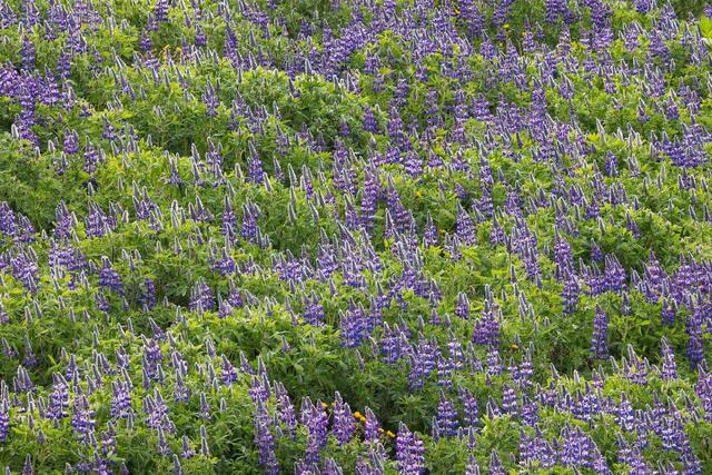 Lupine Blooms
