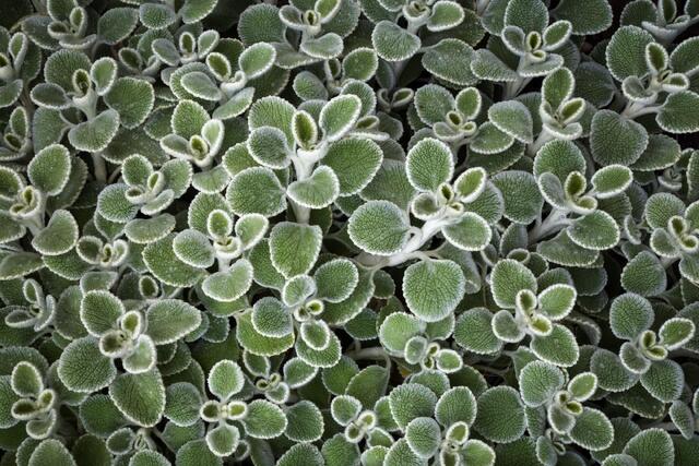 Silver Edges