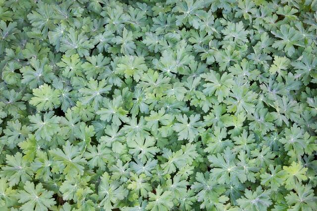 Spring Carpet 