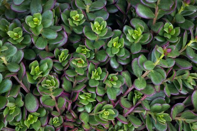Purple Edges