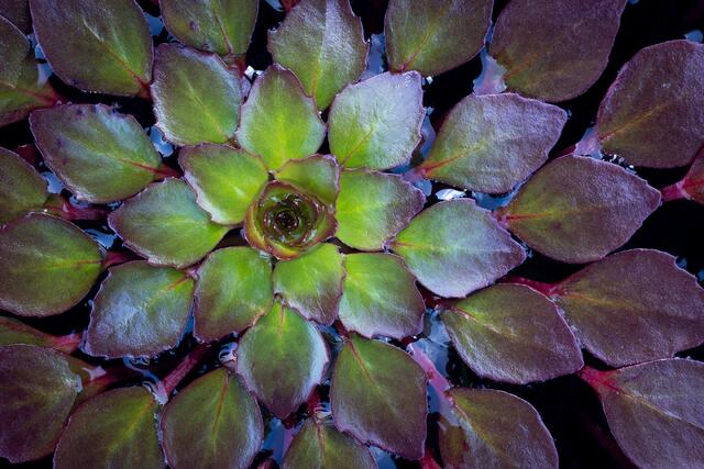 Tiny Leaves, Denver Botanic Garden