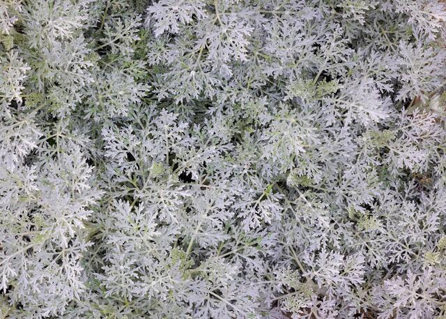 Artemesia 