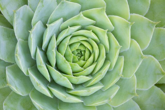 Rosette 