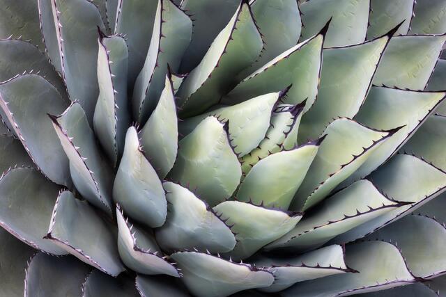 Grand Agave