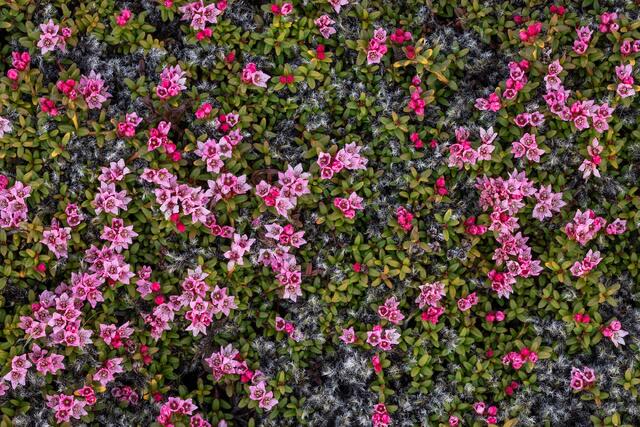 Spring Beauty