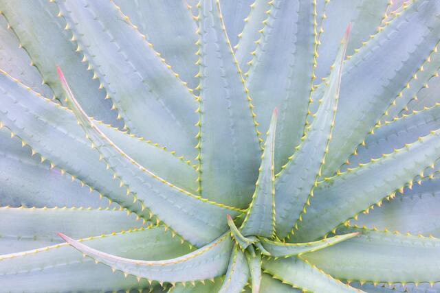 Outstretched Arms 