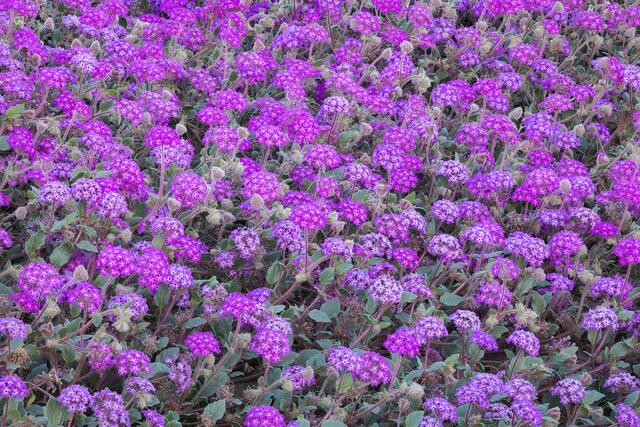 Peak Bloom