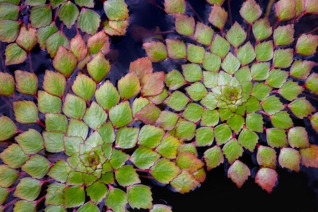 Tiny Leaves, Chicago Botanic Garden