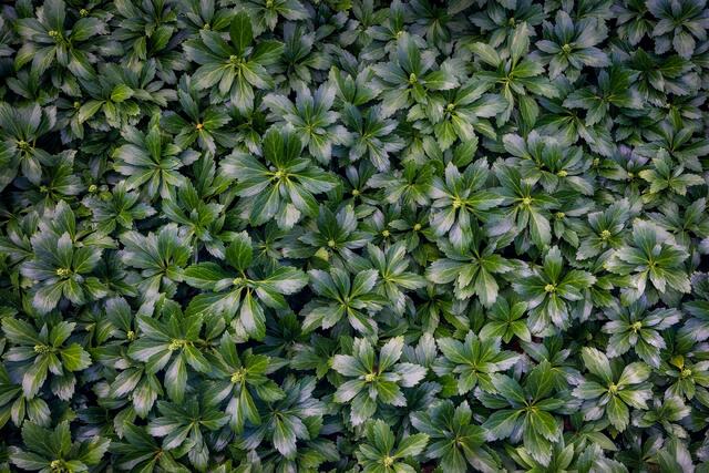Pachysandra