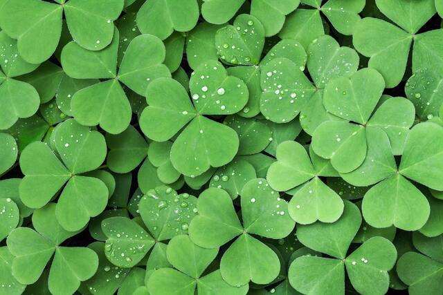 Sorrel Leaves