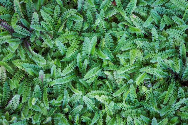 Baby Yarrow