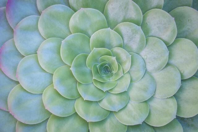 Dinner Plate Aeonium