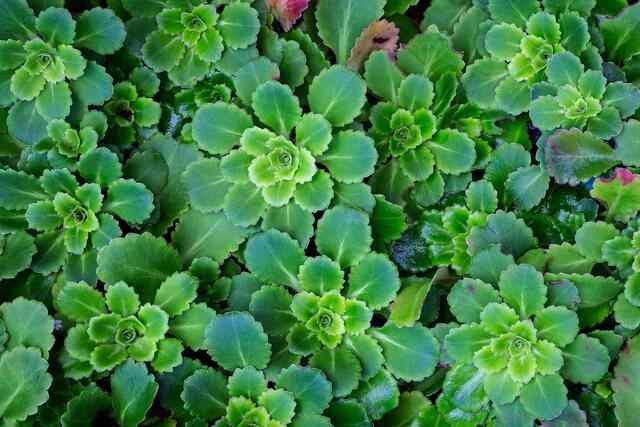 Green Rosettes