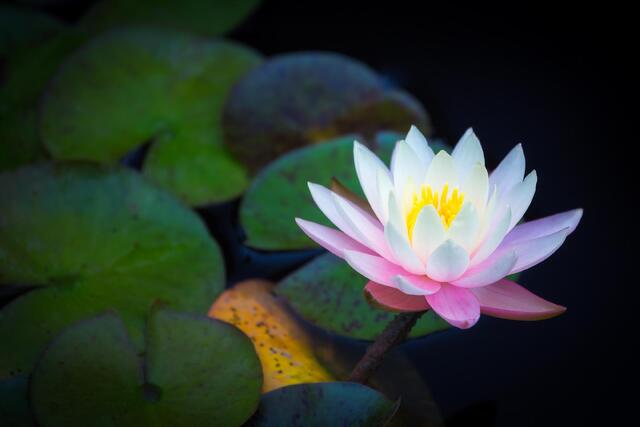 Water Lily