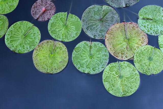 Water Catchers