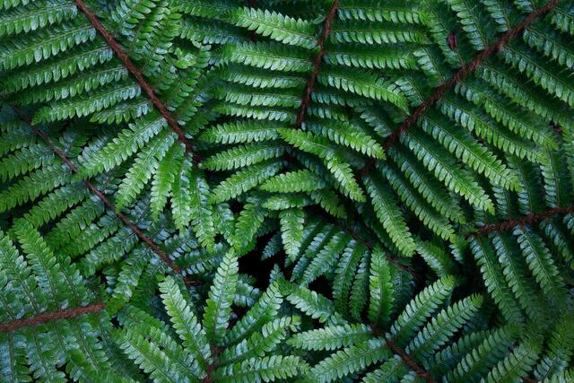 Northwest Fern