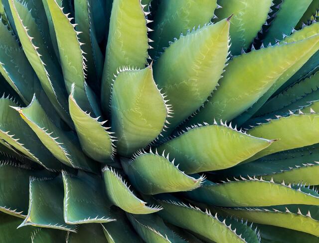 Serrated