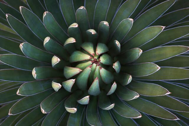 Ocahui Rosette