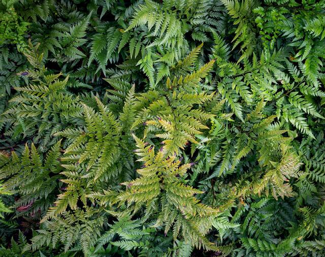 Mess of Ferns