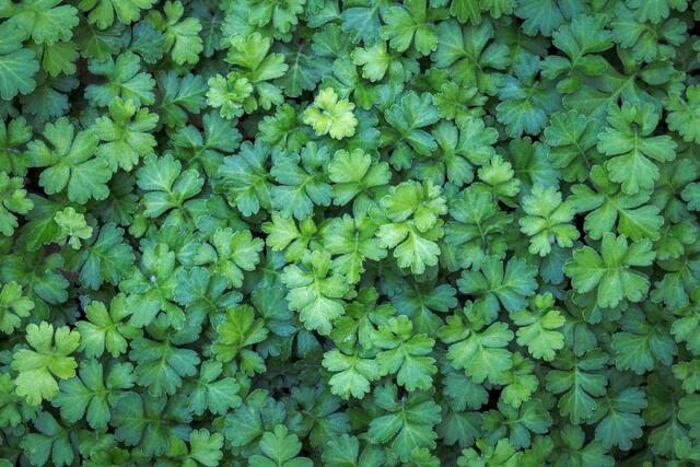 Soft Green Leaves