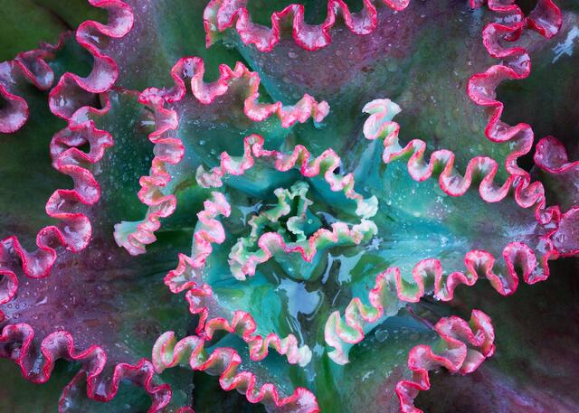 Frilly Succulent
