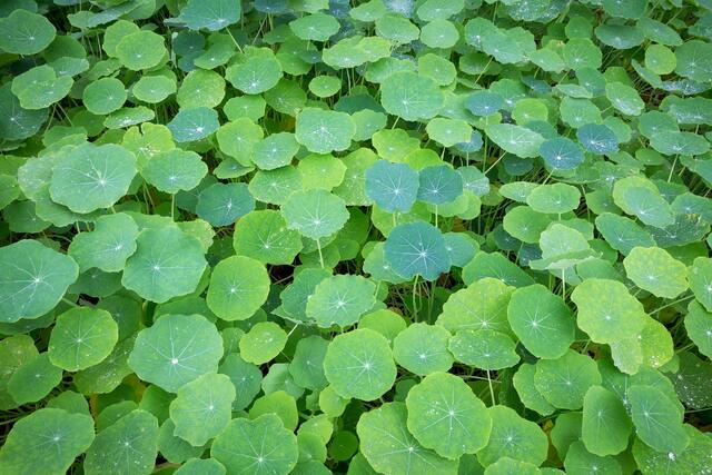 Shades of Green