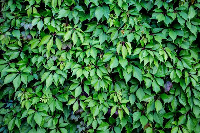 Garden Wall