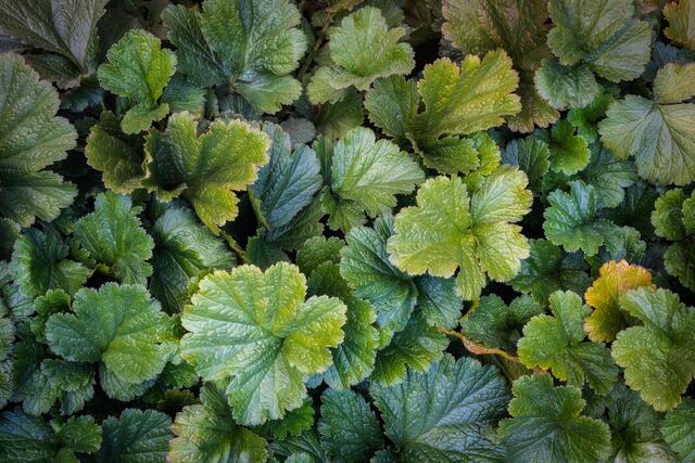 Textured Leaves