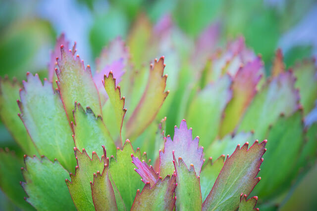 Red Tips, Green Leaves