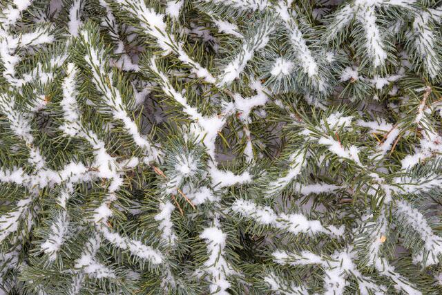 Jeanie's Tree