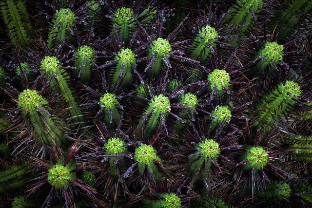 Purple Spikes
