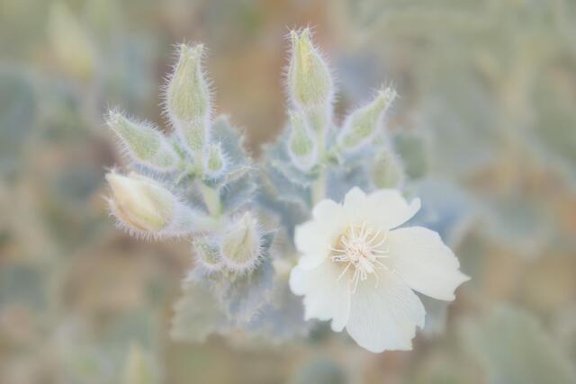 Rock Nettle