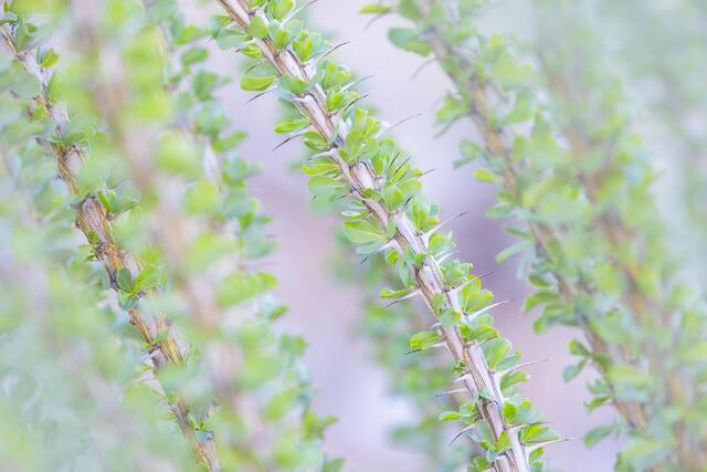 Spring Ocotillo