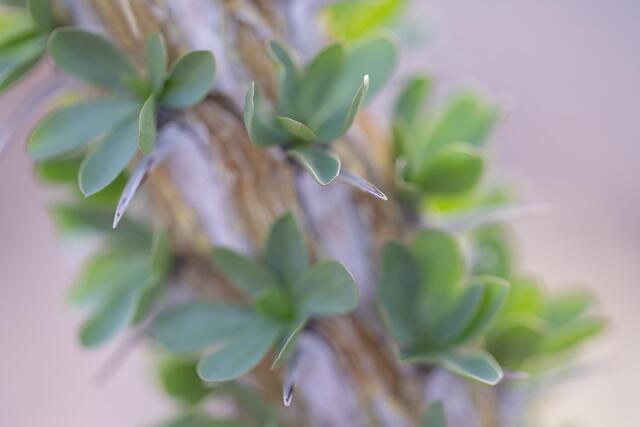 Mixed Tips