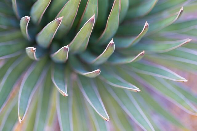 Ocahui Agave