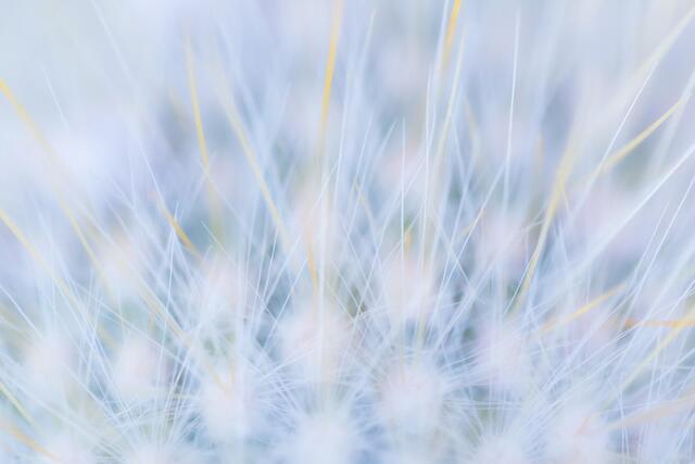 Soft Blues