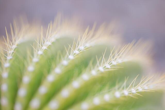 Cactus Rows