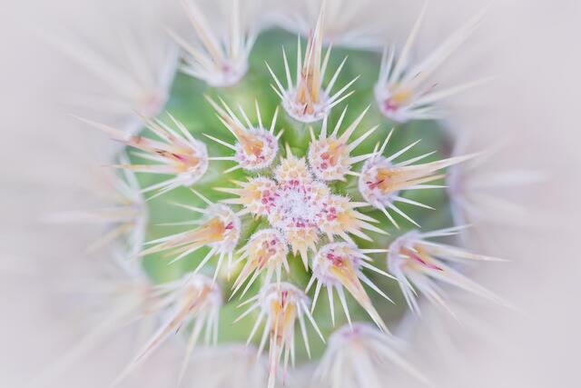 Cactus Crown