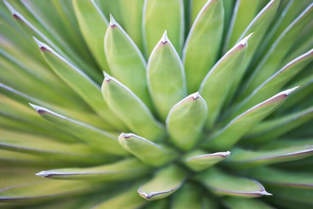 Green Spikes