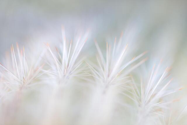 Graceful Spikes