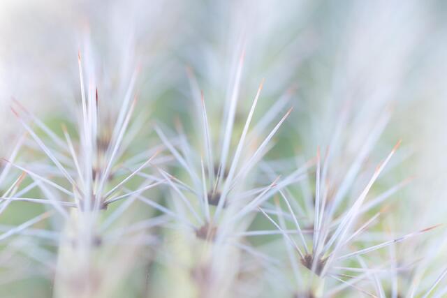 Dots and Spikes