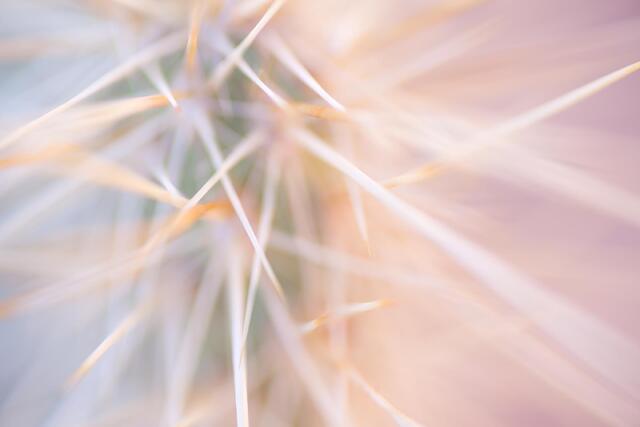 Pastel Spines