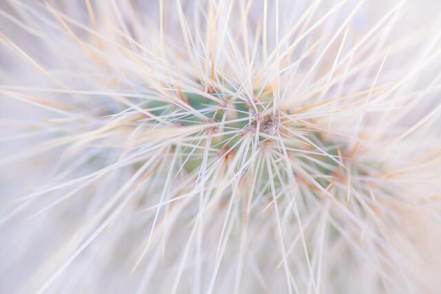 Soft Spines