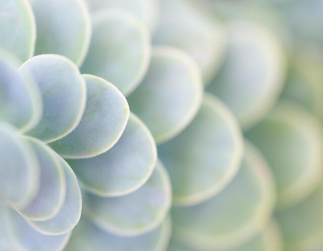 Cascading Leaves