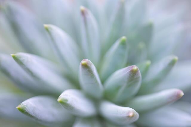 Soft Succulent Leaves 