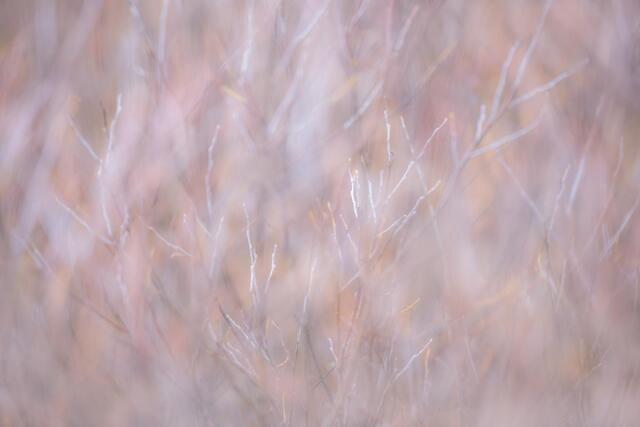 Winter Willows